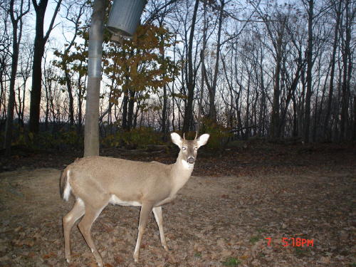 spike buck